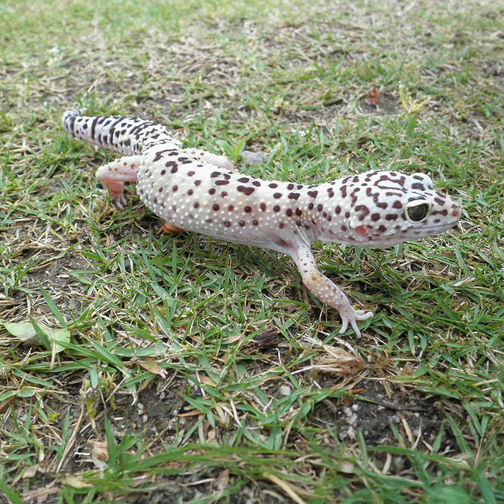 ヒョウモントカゲモドキ