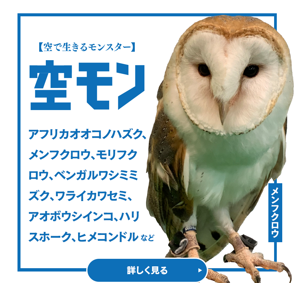 空モン 空で生きるモンスター