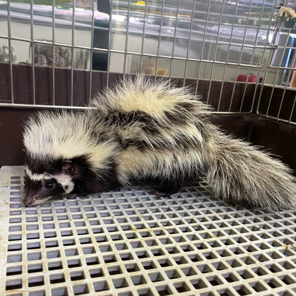 サハラゾリラ