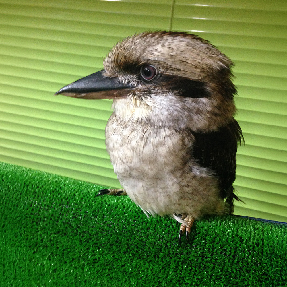 ワライカワセミ