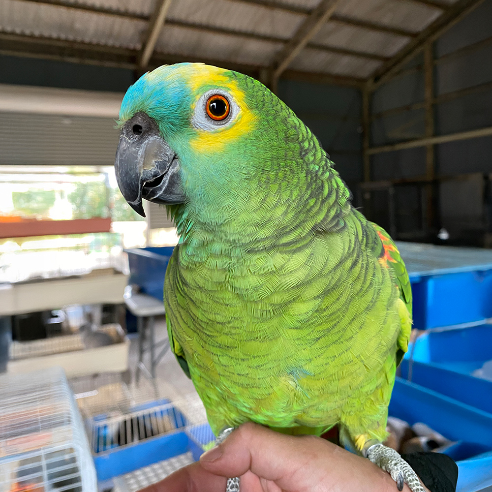 アオボウシインコ
