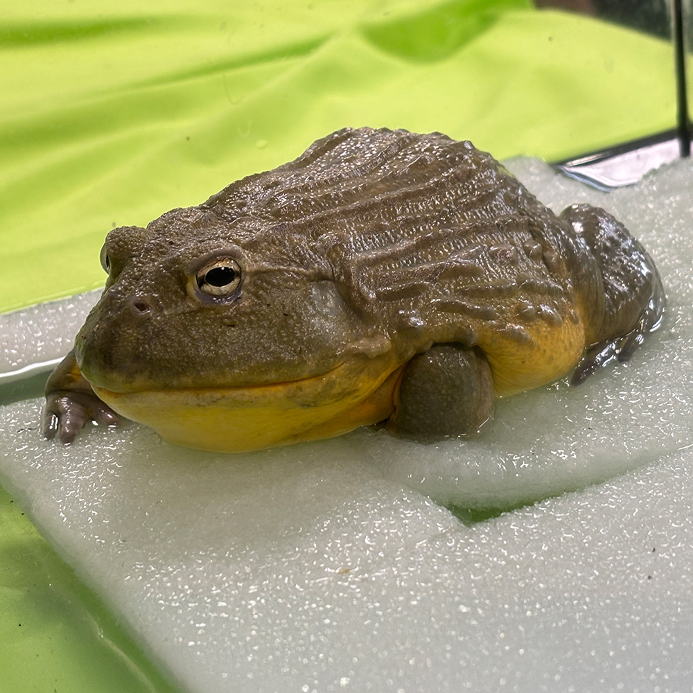 アフリカウシガエル